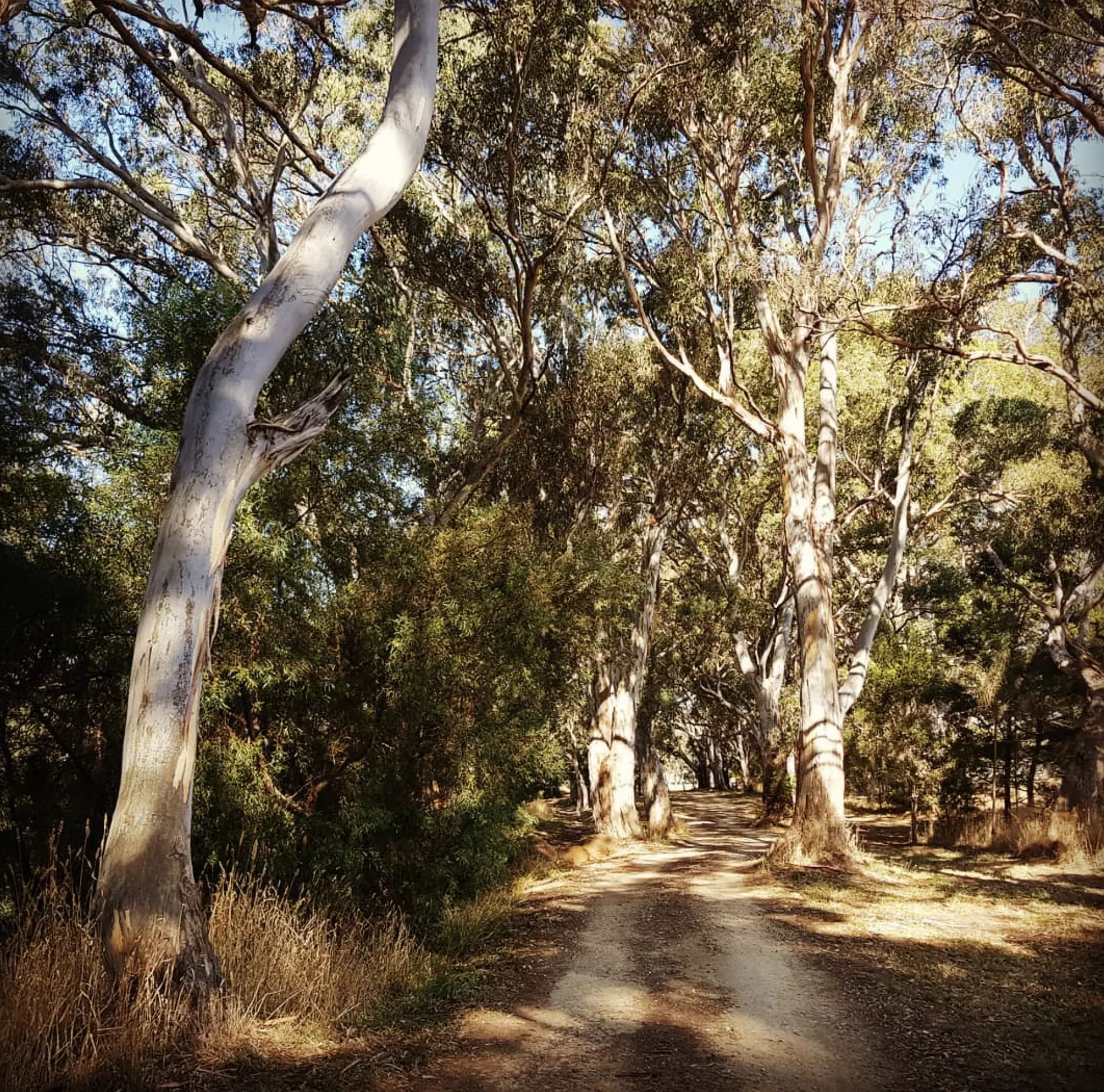 Angahook-Lorne State Park, Great Ocean Road