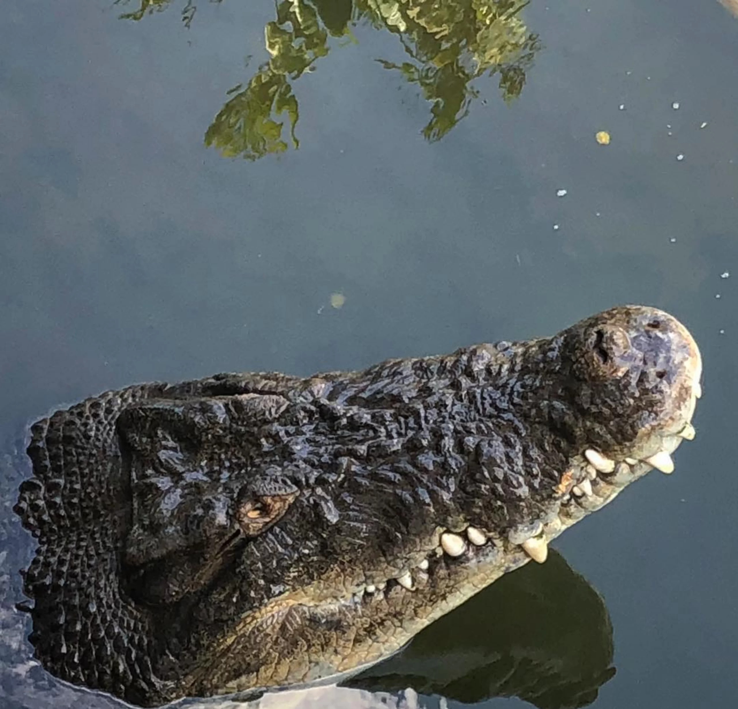 Discover Crocodylus Park: Crocodiles & Wildlife in Darwin