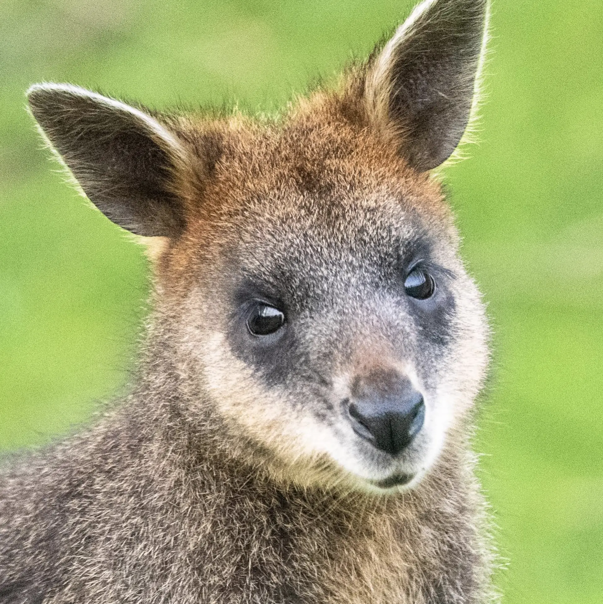 Top School Holiday Adventures for Families on Phillip Island