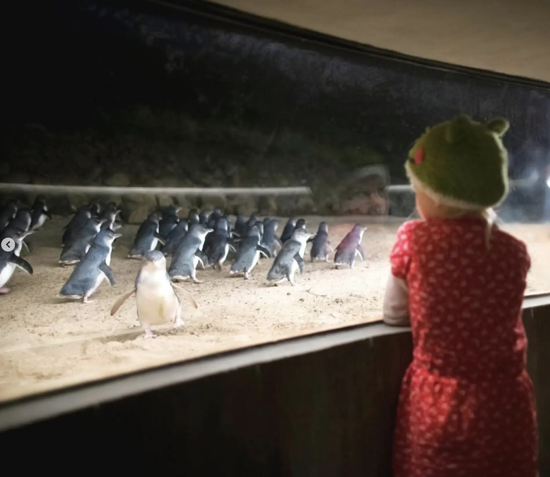 Penguin Parade Phillip Island