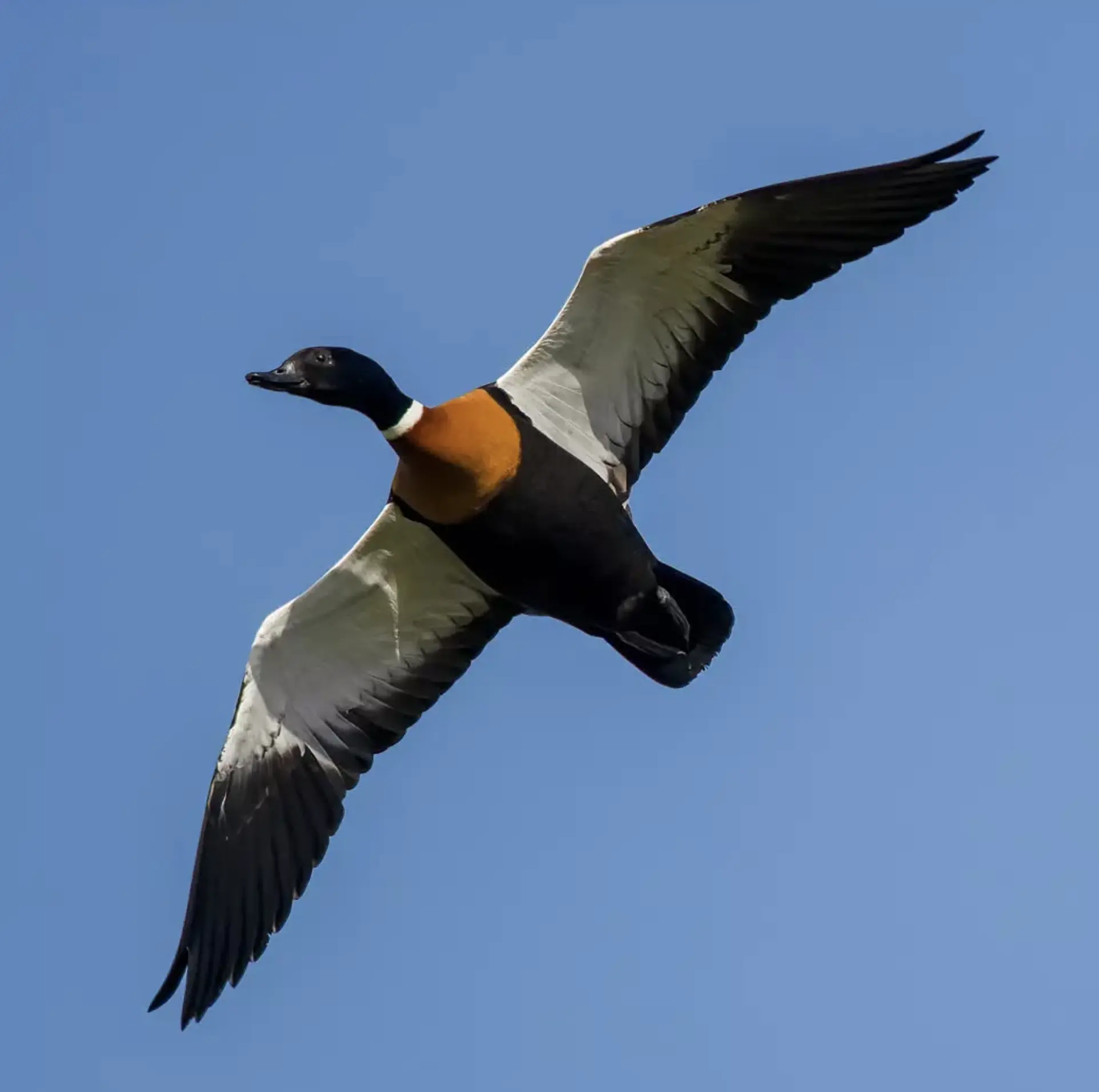 Phillip Island Wildlife