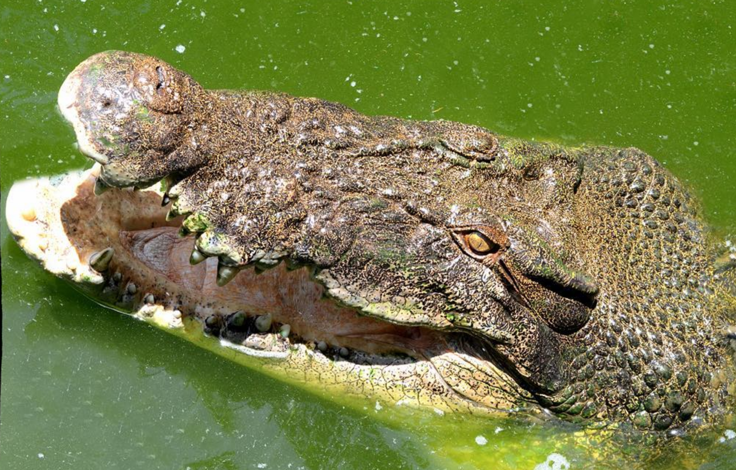 crocodile conservation, Darwin