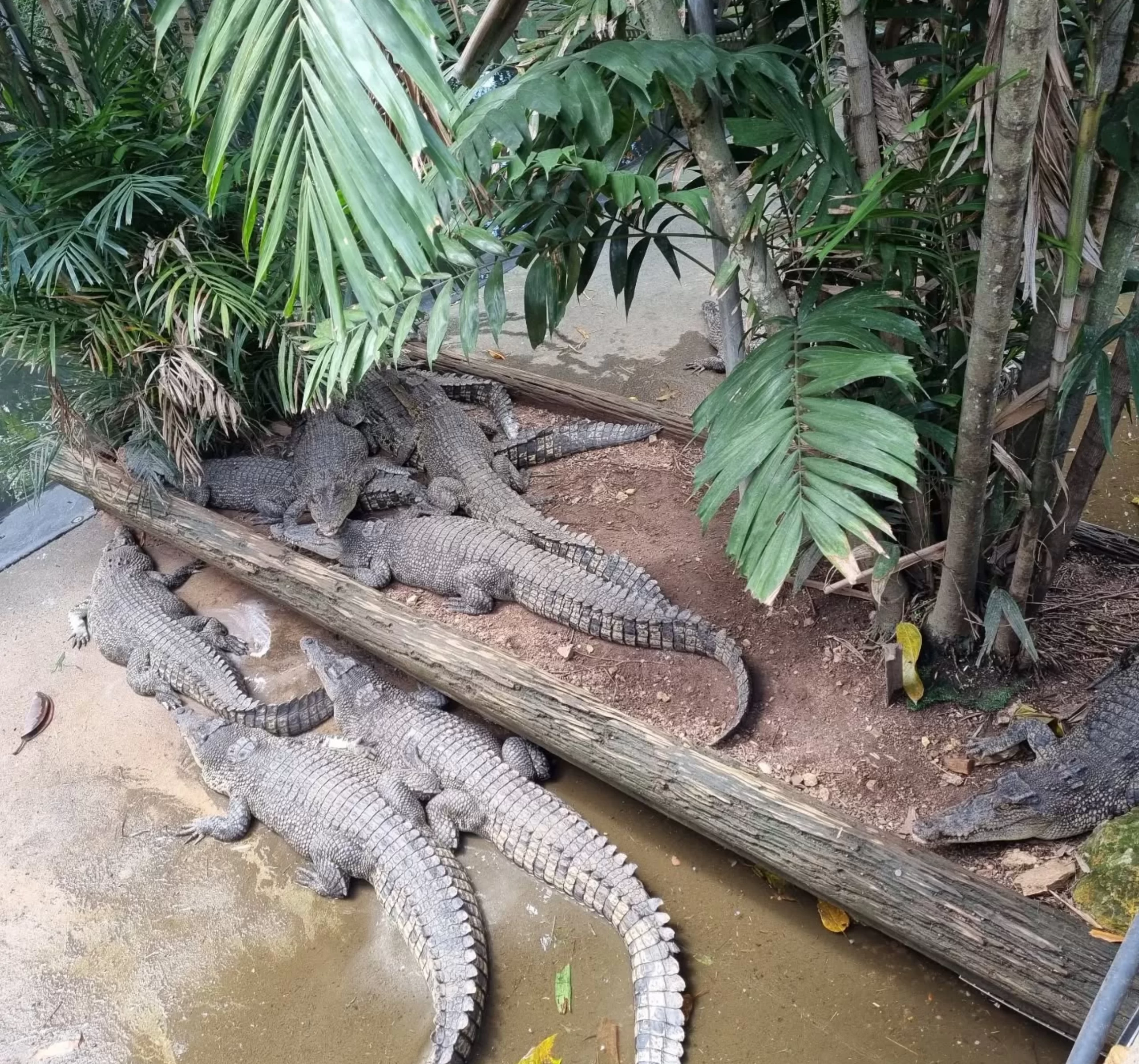 crocodile feeding times, Darwin