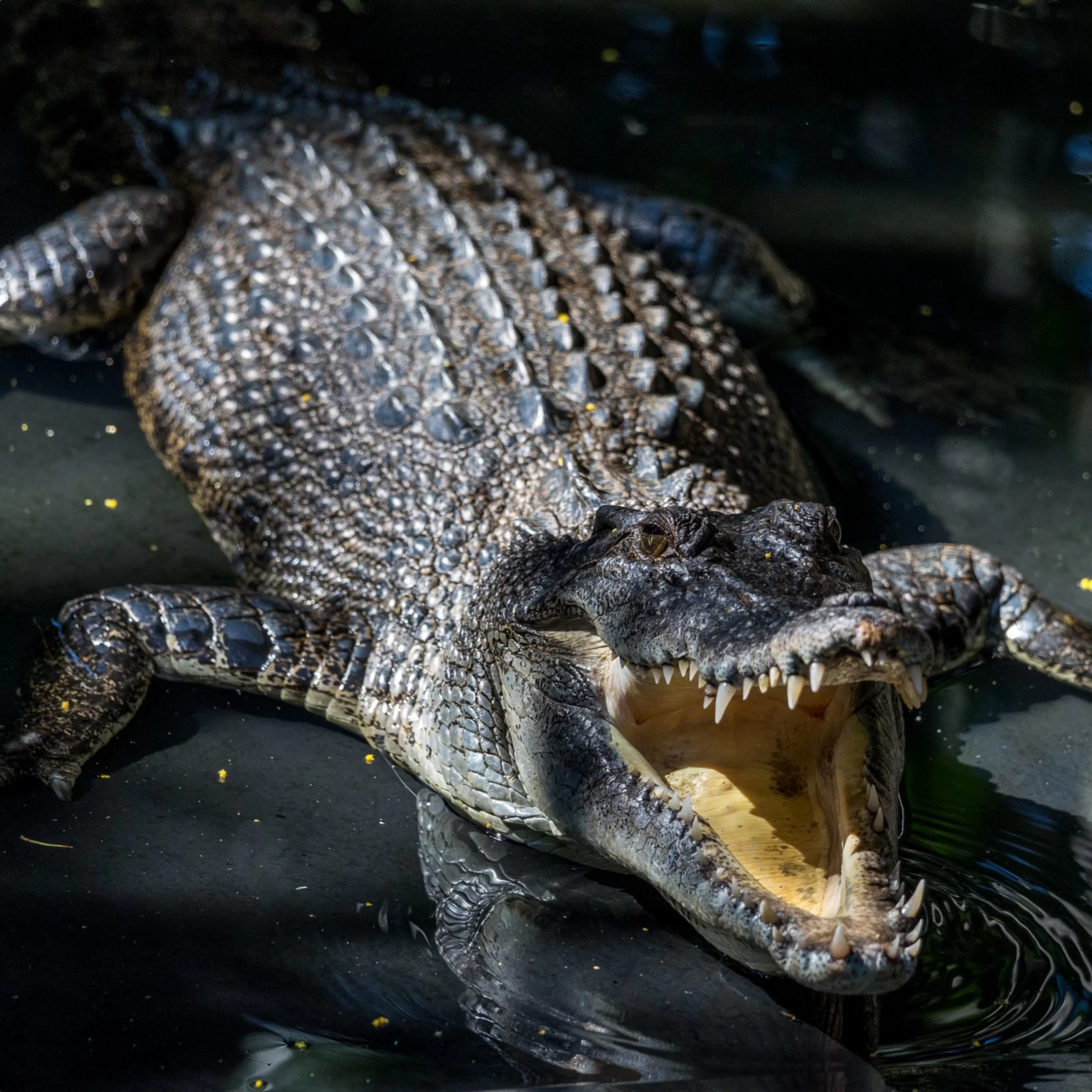 WildLife park, Darwin