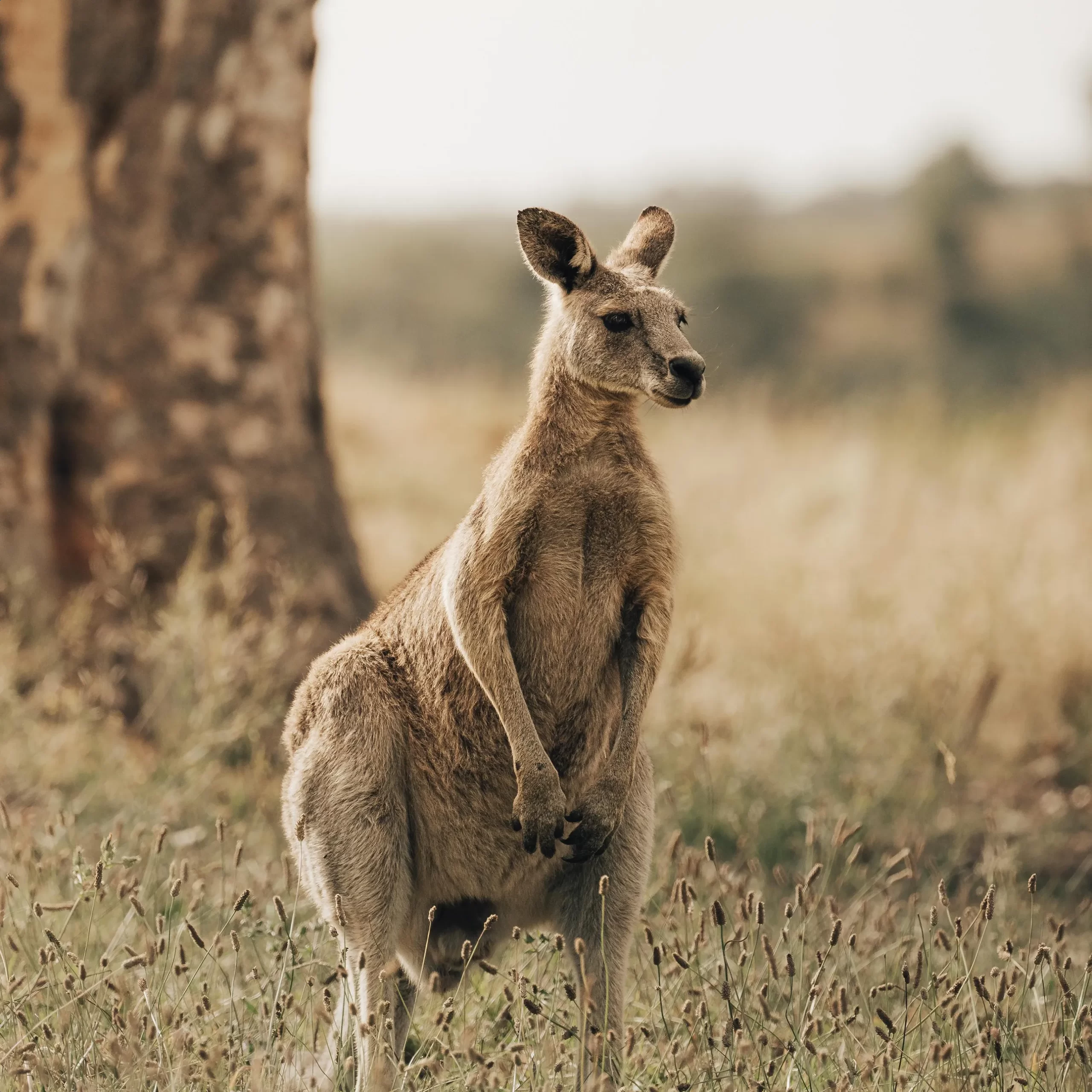 wildlife, Kangaroo Ridge Retreat